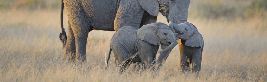 Baby Elephant Twins
